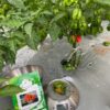 Hybrid Habanero Pepper Seeds (Hot Pepper | F1 Carlor Red 490) 500 seeds