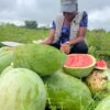 Mighty 211 F1 – Hybrid Watermelon Seeds