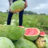 Mighty 211 F1 – Hybrid Watermelon Seeds