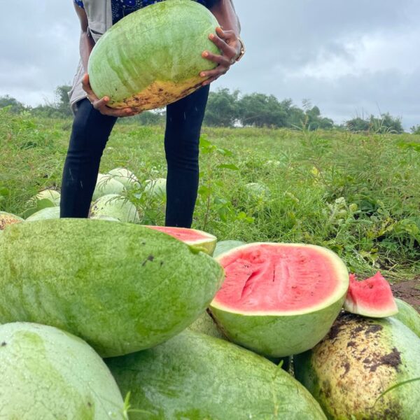 Mighty 211 F1 – Hybrid Watermelon Seeds
