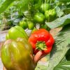 Grande Red 481- Hybrid Bell Pepper Seeds (500seeds)