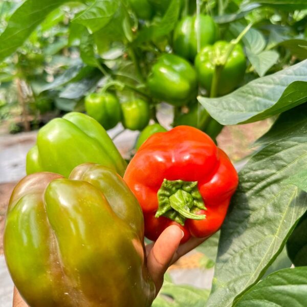 Grande Red 481- Hybrid Bell Pepper Seeds (500seeds)