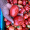 Premium 150 F1 – High-Yielding Hybrid Tomato Seeds