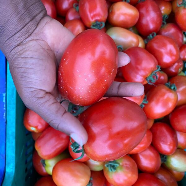 Premium 150 F1 – High-Yielding Hybrid Tomato Seeds