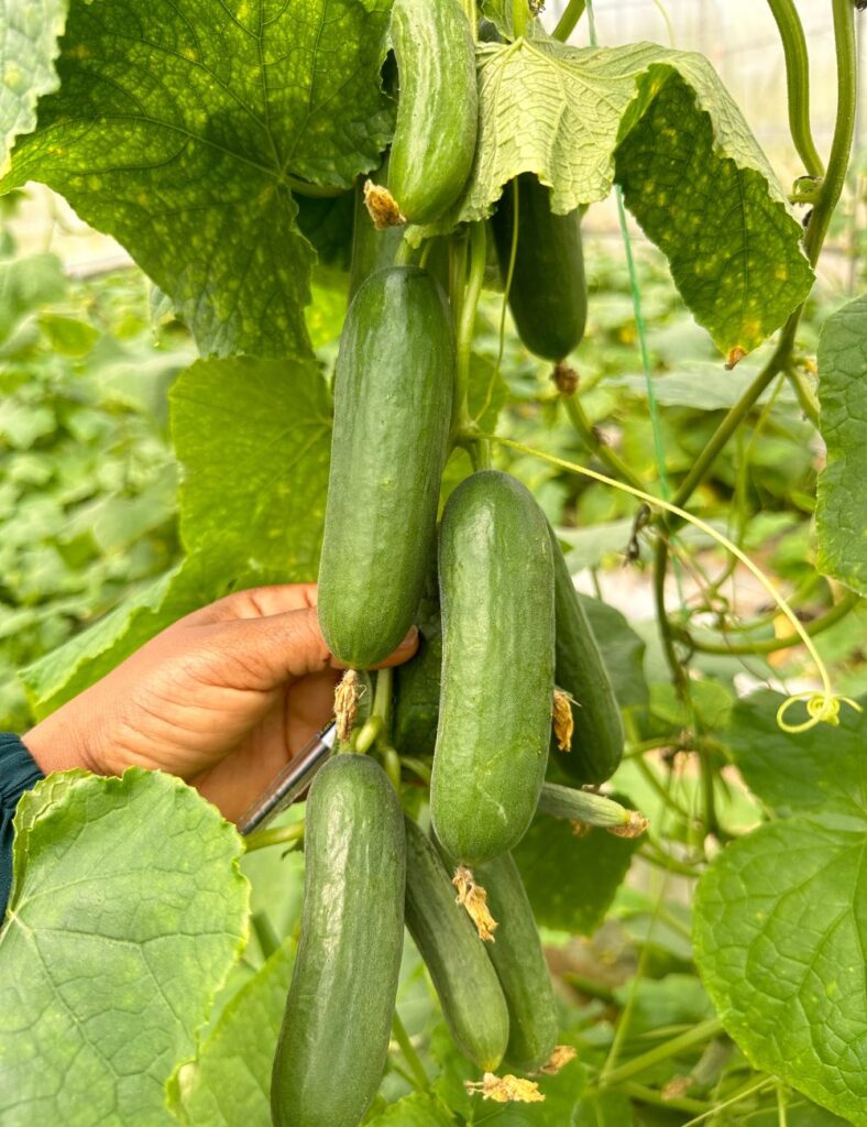 Cucumber Farming in Nigeria