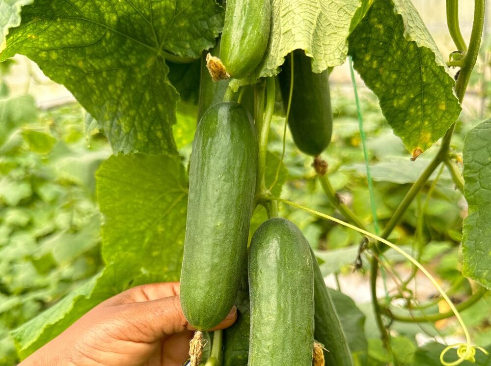 Cucumber Farming in Nigeria