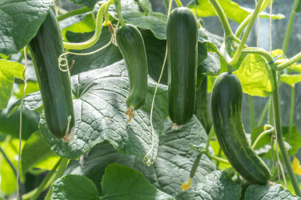 cucumber staking