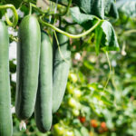 when to stake cucumber