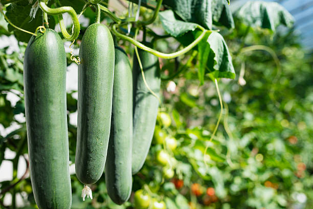 when to stake cucumber