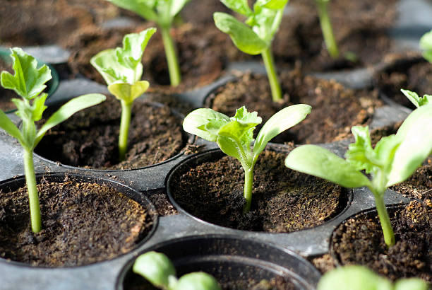 cucumber seedling