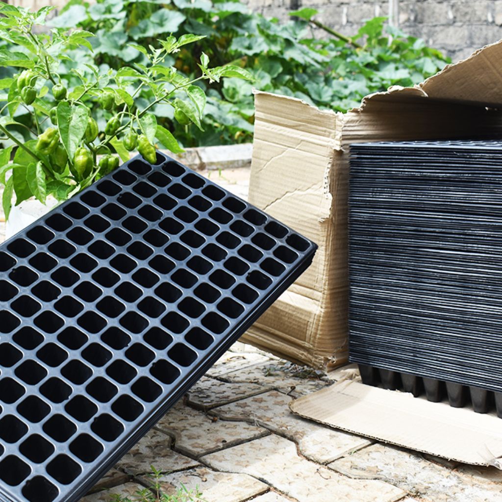 Seed Trays