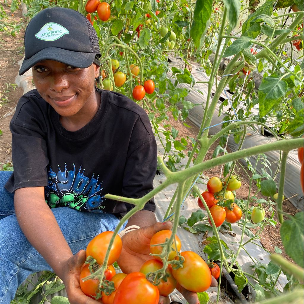 Premium 150 F1 Tomato seeds