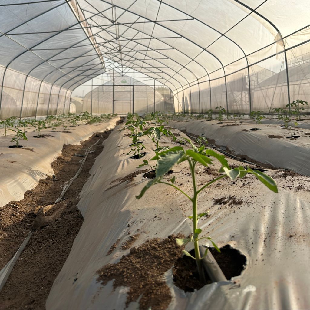 Green house