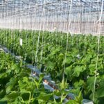 Greenhouse Farming