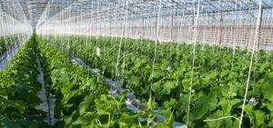 Greenhouse Farming