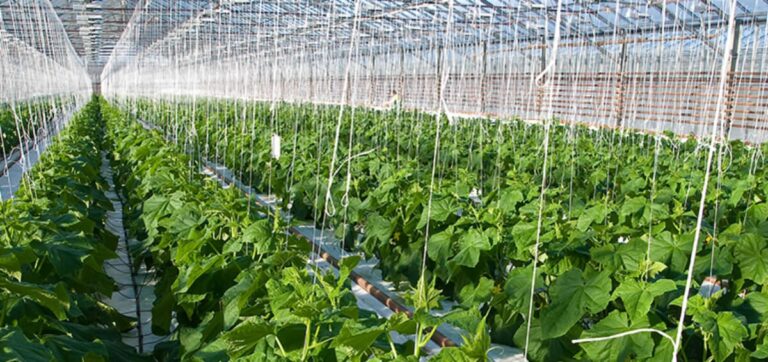 Greenhouse Farming