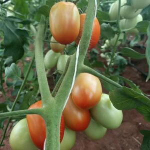 Open Field-Grown Premium 150 F1 Hybrid Tomatoes